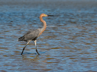 Reddish Egret Walking on the Pond