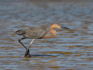 Reddish Egret Walking on the Pond