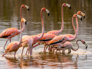 American flamingos Foraging on the Pond