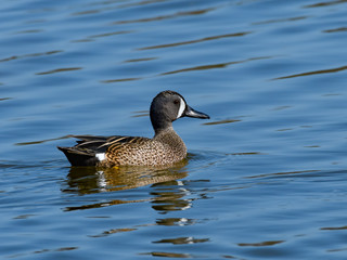 Male Blue-winged Teal Swimming  in Blue Water