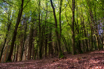 Spring in Hellenthal