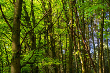 Fototapeta na wymiar Spring in Hellenthal