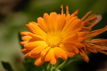 Bright orange flower