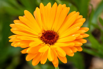 Bright orange flower