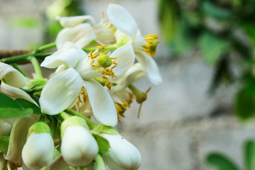 Close Up White Flower of Citrus grandis, Citrus Maxima, pomelo