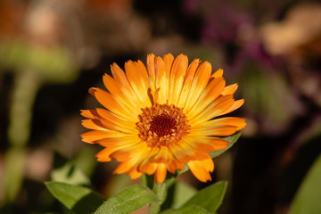 Bright orange flower