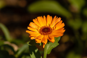 Bright orange flower