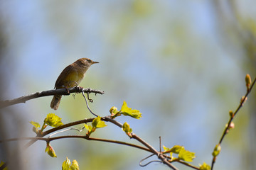 Obraz premium House Wren resting on a branch