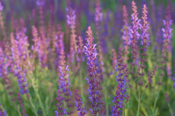 Outdoor spring, blooming purple sage, backlit closeup，Salvia nemorosa