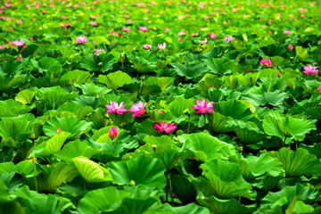 Lotus flowers in the lotus pond of the city park, beautiful lotus leaves, close-up shots.