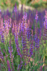 Fototapeta premium Wiosna na świeżym powietrzu, kwitnąca fioletowa szałwia, podświetlany zbliżenie ， Salvia nemorosa