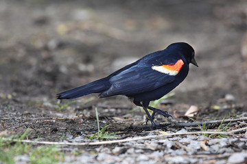 Red-wing Blackbird