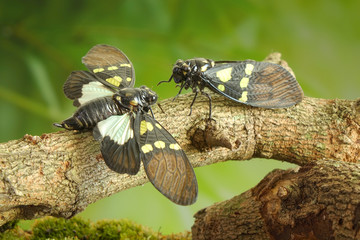 Cicada : Green and blue color butterfly-wings cicada (Gaeana cheni) is a cicada species from China and Southeast Asia (Thailand, Myanmar) Butterfly cicadas with broad multicolor wings.