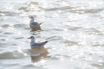 Seagulls floating  at sea