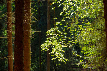 Spring in Hellenthal