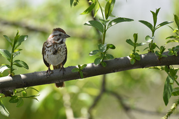 Song Sparrow on a branch