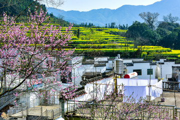 Fototapeta na wymiar Spring of Wuyuan Ridge in China - March 22, 2018, a beautiful mountain village with flowers blooming, was photographed in