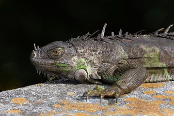 Fototapeta premium Brown and green iguana close up with bright orange eye is resting on a gray and peach-colored concrete slab.