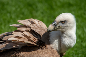 Vulture in animal park
