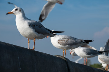 Naklejka premium seagull on the wall