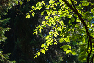 Spring in Hellenthal