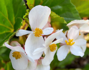 White Begonia Semperflorans 