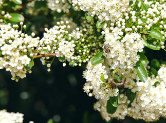 white flowers of Scarlet Firethorn