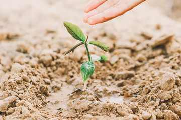 Fototapeta premium Farmer's hand watering a young plant on green bokeh nature. Beautiful leaf texture in nature. Natural background. close-up of macro with free space for text.