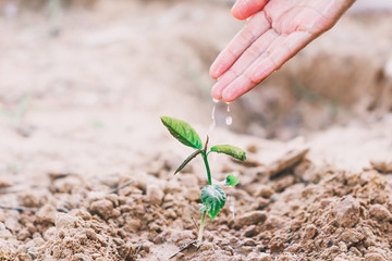 Farmer's hand watering a young plant on green bokeh nature. Beautiful leaf texture in nature. Natural background. close-up of macro with free space for text.