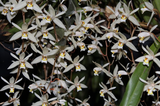 Orqu&iacute;dea