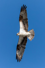 Osprey Soars Above Against a Deep Blue Sky