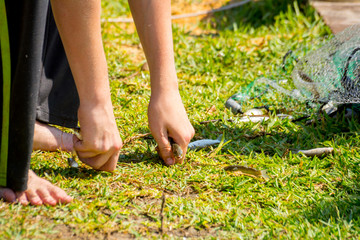 Hands which Collect Small Fish Captured by a Fishnet