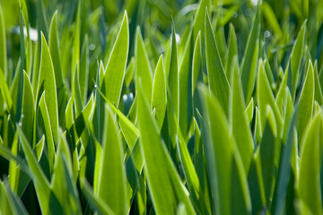Fototapeta na wymiar green background of iris leaves