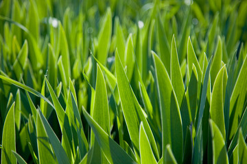 green background of iris leaves