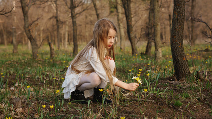 Сute little girl collects a bouquet of primroses in the meadow. Botany, herbarium. Nature study...