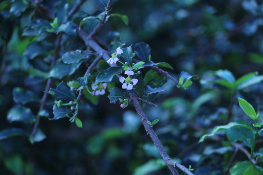 Flor de acerola 