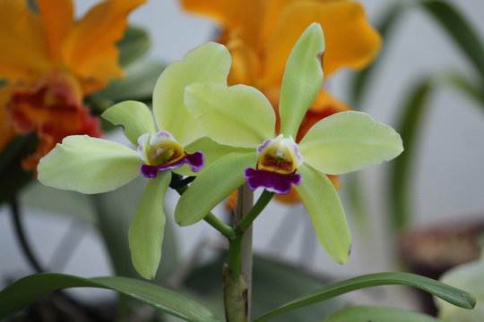 Orqu&iacute;dea