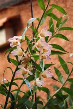 Orqu&iacute;dea