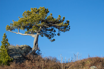 Pine of unusual shape against a clear sky