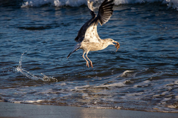 Flying seagull with crab in mouth