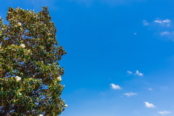 magnolia tree and blue sky