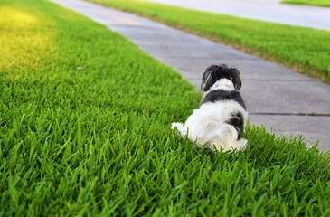 A very cute Havanese female dog is peeing on beaitifully manicured green grass