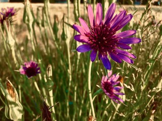 赤紫のアザミ