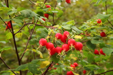 Cluster of bright red Wild Rose (Rosa) hips on branches with green leaves in Blue Mountains, Oregon