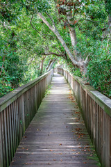 wooden bridge in the forest