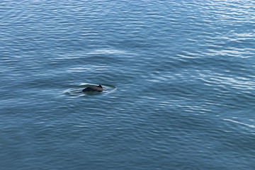 Fototapeta premium one single dolphin rises to surface of blue springtime water