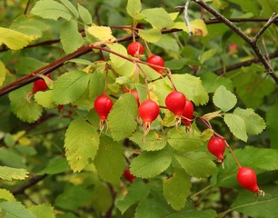 Several bright red Wild Rose (Rosa) hips on branches with green leaves in Blue Mountains, Oregon