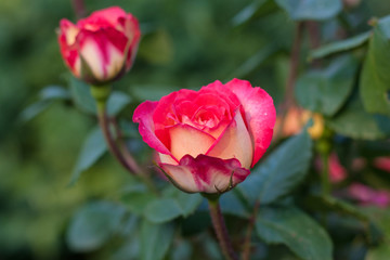 Outdoor spring, red roses blooming, Chinese rose