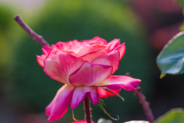 Outdoor spring, red roses blooming, Chinese rose