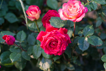 Outdoor spring, red roses blooming, Chinese rose